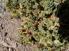 Potentilla ranunculoides