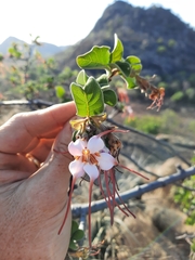 Strophanthus
