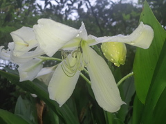 Crinum jagus