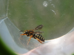 Rhodanthidium septemdentatum