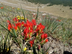 Castilleja tolucensis