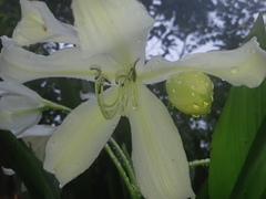 Crinum jagus