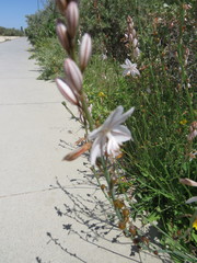 Asphodelus fistulosus