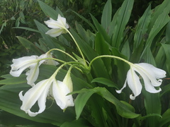 Crinum jagus