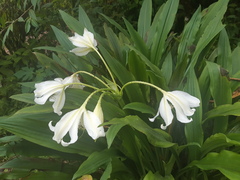 Crinum jagus