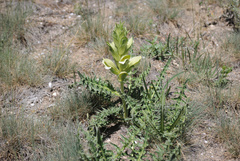 Acanthus hirsutus