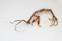 Aeginina longicornis