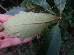 Brachylaena glabra