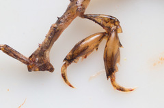 Aeginina longicornis