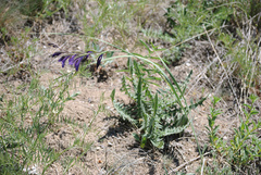 Gladiolus atroviolaceus