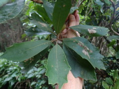 Brachylaena glabra