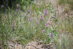 Polygala anatolica