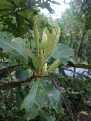 Brachylaena glabra