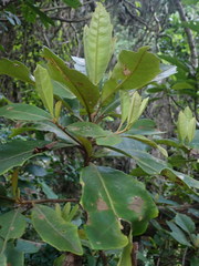 Brachylaena glabra