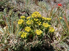 Draba jorullensis