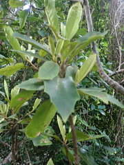 Brachylaena glabra