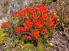 Castilleja tolucensis