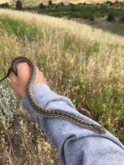 Pituophis catenifer pumilus