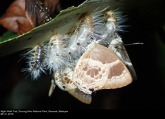Simiskina phalena