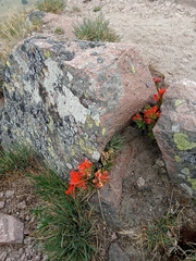 Castilleja tolucensis