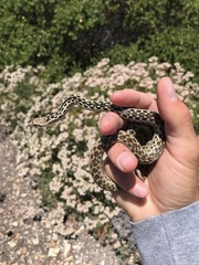 Pituophis catenifer pumilus
