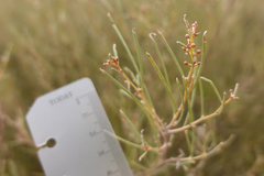 Acacia rigens