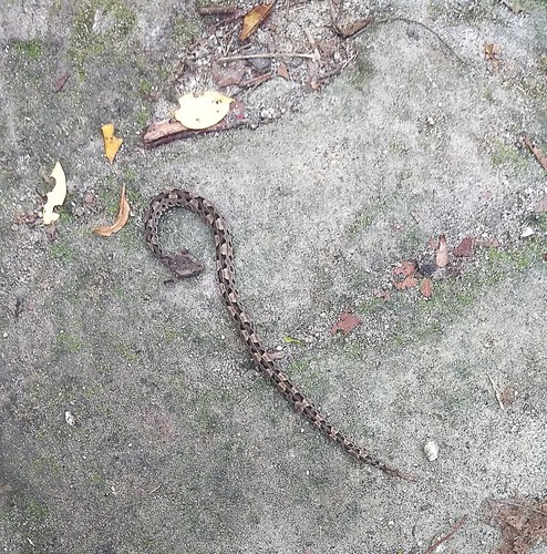 Photo of a Lansberg's Hognosed Pit Viper (Porthidium lansbergii)