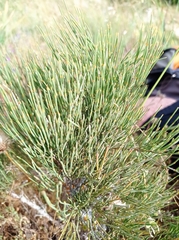 Ephedra major major