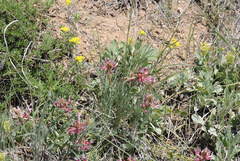 Astragalus pendulus