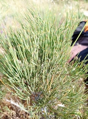 Ephedra major major