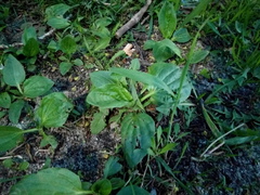 Plantago major