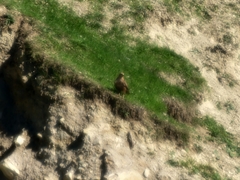Buteo rufinus