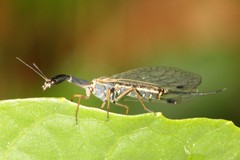 Dichrostigma flavipes