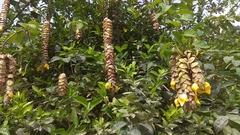 Gmelina philippensis