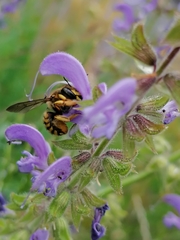 Anthidium manicatum