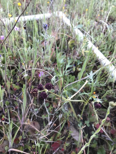 iNaturalist observation photo of Purple Sanicle