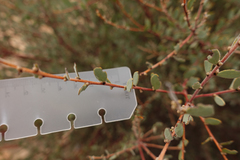 Acacia brachybotrya