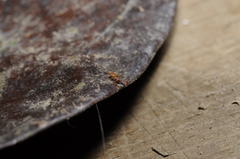 Polypedates himalayensis