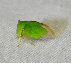 Stictocephala militaris