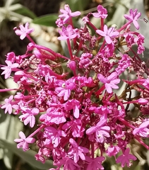 Centranthus ruber