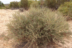 Acacia brachybotrya