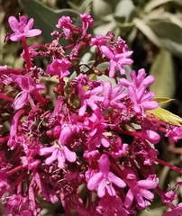Centranthus ruber