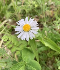 Bellis perennis