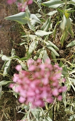 Centranthus ruber
