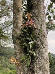 Encyclia cordigera