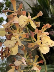 Encyclia cordigera
