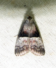 Pococera robustella