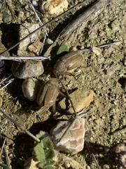 Amblonoxia