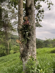 Encyclia cordigera