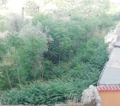 Ailanthus altissima